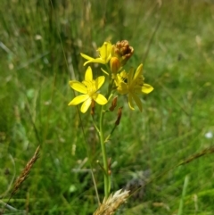 Bulbine bulbosa (Golden Lily) at Tinderry, NSW - 6 Feb 2023 by danswell