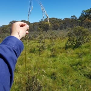 Hookerochloa hookeriana at Tinderry, NSW - 6 Feb 2023 11:17 AM