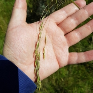 Hookerochloa hookeriana at Tinderry, NSW - 6 Feb 2023