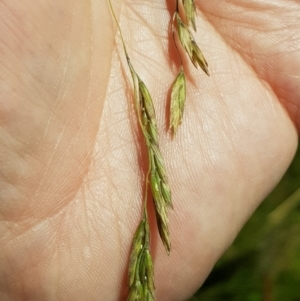 Hookerochloa hookeriana at Tinderry, NSW - 6 Feb 2023 11:17 AM