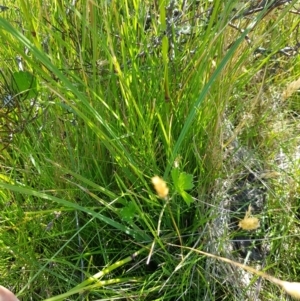 Hookerochloa hookeriana at Tinderry, NSW - 6 Feb 2023 11:17 AM