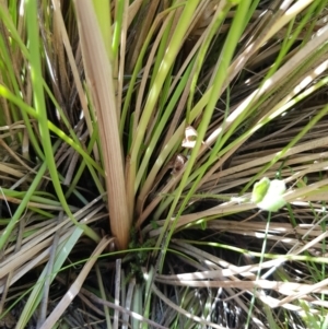 Hookerochloa hookeriana at Tinderry, NSW - 6 Feb 2023 11:15 AM