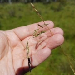 Hookerochloa eriopoda at Tinderry, NSW - 6 Feb 2023 11:12 AM