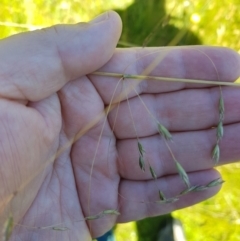 Hookerochloa eriopoda at Tinderry, NSW - 6 Feb 2023 11:12 AM