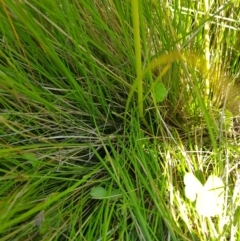 Hookerochloa eriopoda at Tinderry, NSW - 6 Feb 2023