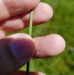 Hookerochloa eriopoda at Tinderry, NSW - 6 Feb 2023 11:12 AM