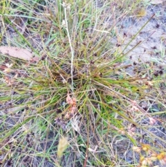 Juncus homalocaulis (A Rush) at Burnt School Nature Reserve - 5 Feb 2023 by danswell