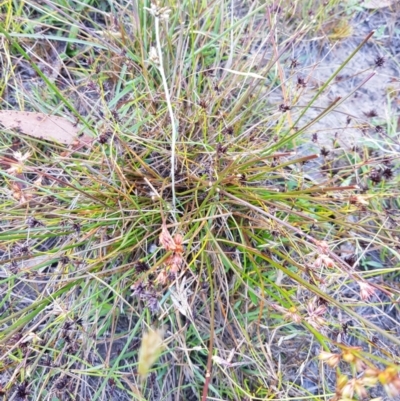 Juncus homalocaulis (A Rush) at Tinderry, NSW - 5 Feb 2023 by danswell