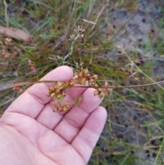 Juncus homalocaulis at Tinderry, NSW - 6 Feb 2023