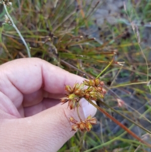 Juncus homalocaulis at Tinderry, NSW - 6 Feb 2023