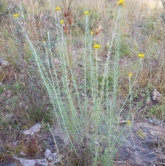 Chrysocephalum semipapposum (Clustered Everlasting) at Tinderry, NSW - 6 Feb 2023 by danswell