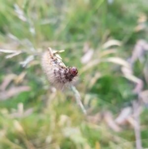 Noctuoidea (superfamily) at Tinderry, NSW - 6 Feb 2023