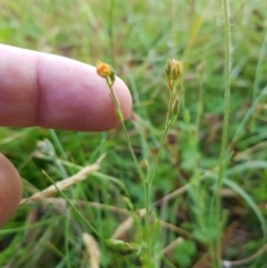 Hypericum gramineum (Small St Johns Wort) at Tinderry, NSW - 5 Feb 2023 by danswell