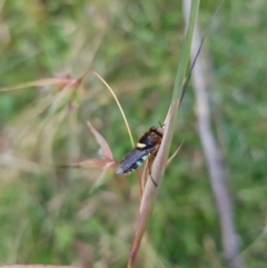 Odontomyia hunteri (Soldier fly) at Mt Holland - 5 Feb 2023 by danswell
