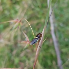 Odontomyia hunteri (Soldier fly) at Tinderry, NSW - 6 Feb 2023 by danswell