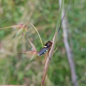 Odontomyia hunteri at Tinderry, NSW - 6 Feb 2023 07:36 AM