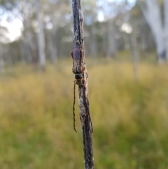 Unidentified Sawfly (Hymenoptera, Symphyta) (TBC) at Tinderry, NSW - 5 Feb 2023 by danswell