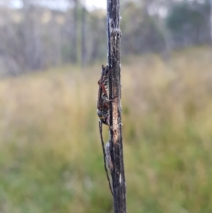 Hesthesis sp. (genus) at Tinderry, NSW - 6 Feb 2023 07:35 AM