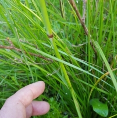 Hookerochloa hookeriana (Hooker's Fescue) at Tinderry, NSW - 6 Feb 2023 by danswell