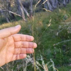 Hookerochloa hookeriana at Tinderry, NSW - 6 Feb 2023 07:29 AM