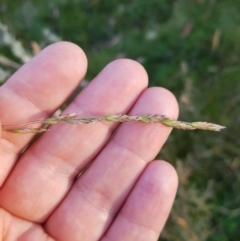 Hookerochloa hookeriana at Tinderry, NSW - 6 Feb 2023 07:29 AM