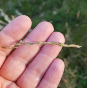 Hookerochloa hookeriana at Tinderry, NSW - 6 Feb 2023 07:29 AM