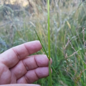 Hookerochloa hookeriana at Tinderry, NSW - 6 Feb 2023 07:29 AM