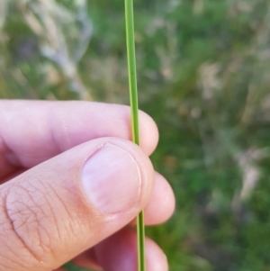 Hookerochloa hookeriana at Tinderry, NSW - 6 Feb 2023 07:29 AM