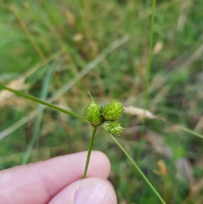 Carex inversa (Knob Sedge) at Tinderry, NSW - 6 Feb 2023 by danswell