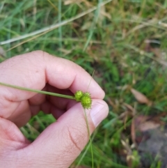 Carex inversa at Tinderry, NSW - 6 Feb 2023