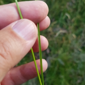 Carex inversa at Tinderry, NSW - 6 Feb 2023