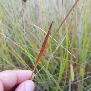 Luzula sp. at Tinderry, NSW - 6 Feb 2023 07:13 AM