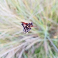 Luzula sp. at Tinderry, NSW - 6 Feb 2023 07:13 AM