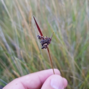 Luzula sp. at Tinderry, NSW - 6 Feb 2023