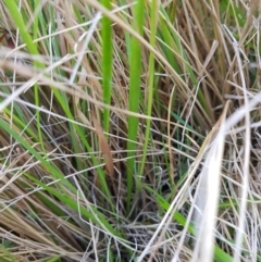 Luzula sp. at Tinderry, NSW - 6 Feb 2023 07:13 AM