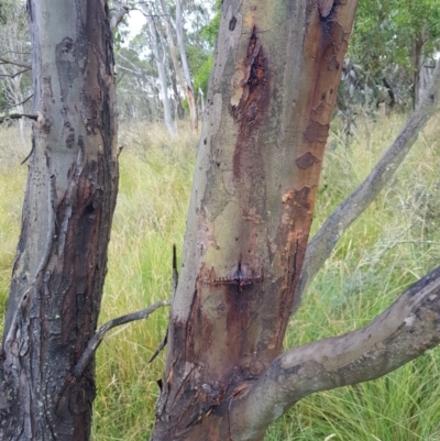 Eucalyptus stellulata (Black Sally) at Mt Holland - 5 Feb 2023 by danswell