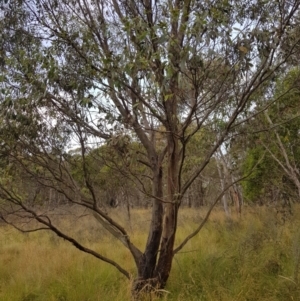 Eucalyptus stellulata at Tinderry, NSW - 6 Feb 2023 07:10 AM