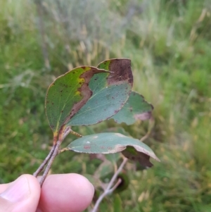 Eucalyptus stellulata at Tinderry, NSW - 6 Feb 2023 07:10 AM