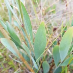 Daviesia mimosoides subsp. mimosoides at Tinderry, NSW - 6 Feb 2023