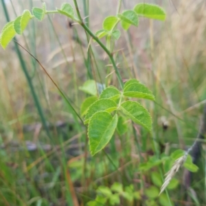 Rosa rubiginosa at Tinderry, NSW - 6 Feb 2023