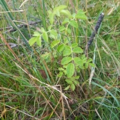 Rosa rubiginosa at Tinderry, NSW - 6 Feb 2023