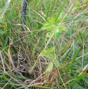 Rosa rubiginosa at Tinderry, NSW - 6 Feb 2023