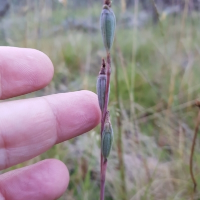 Thelymitra (Genus) (Sun Orchid) at Tinderry, NSW - 6 Feb 2023 by danswell