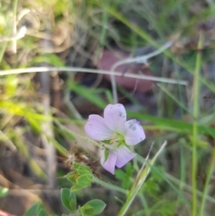 Geranium potentilloides (Soft Crane's-bill) at Tinderry, NSW - 5 Feb 2023 by danswell