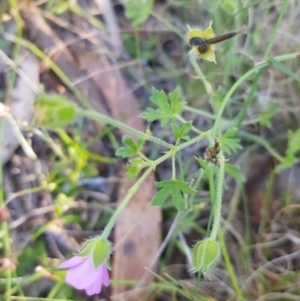 Geranium potentilloides at Tinderry, NSW - 5 Feb 2023