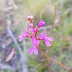 Stylidium montanum (alpine triggerplant) at Tinderry, NSW - 5 Feb 2023 by danswell