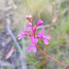 Stylidium graminifolium (Grass Triggerplant) at Mt Holland - 5 Feb 2023 by danswell