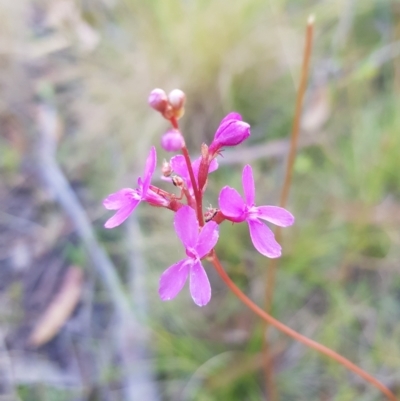 Stylidium graminifolium (Grass Triggerplant) at Tinderry, NSW - 5 Feb 2023 by danswell