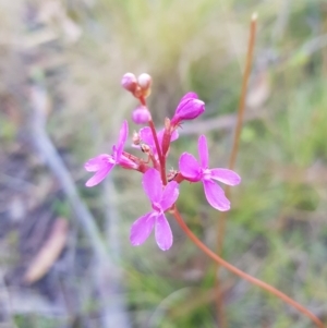 Stylidium graminifolium at Tinderry, NSW - 5 Feb 2023