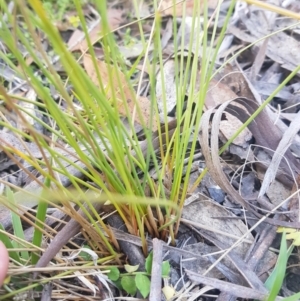 Juncus filicaulis at Tinderry, NSW - 5 Feb 2023